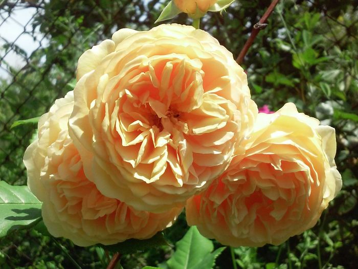 Crown Princess Margareta