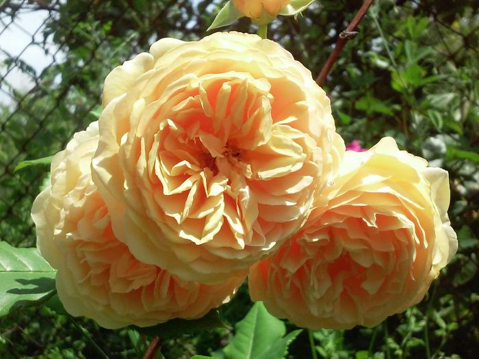 Crown Princess Margareta