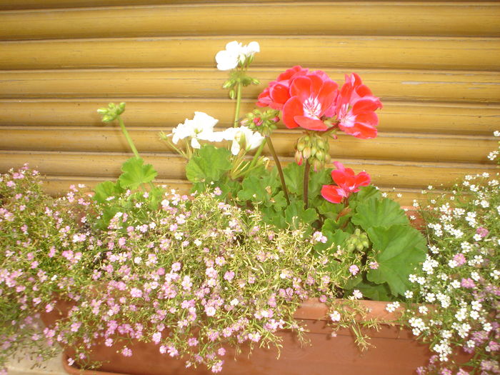 valul miresei.muscate