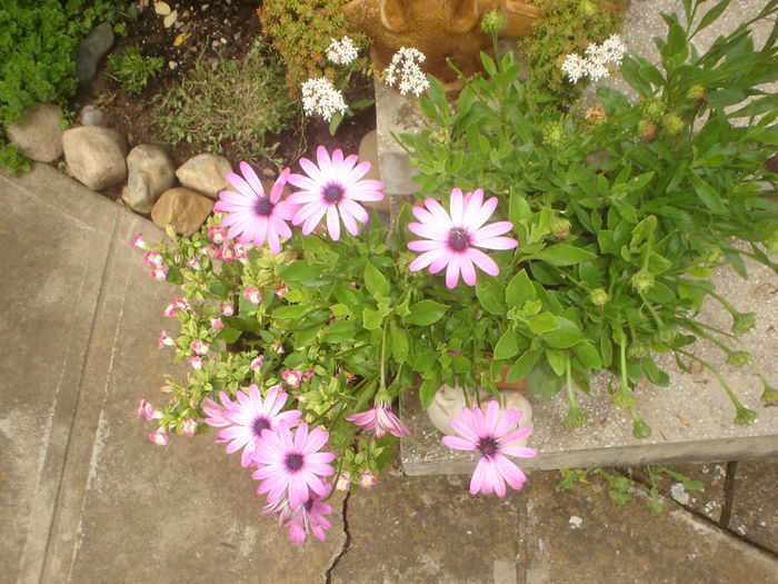 ostheosperma