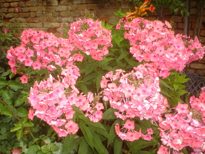 phlox