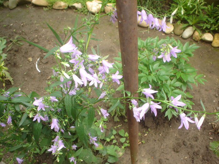 campanula - FLORI 2016