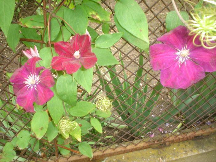 clematis