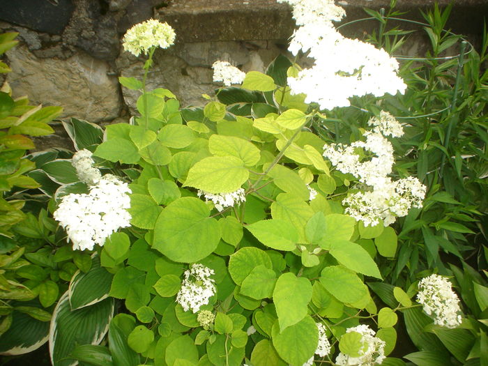 hortensia