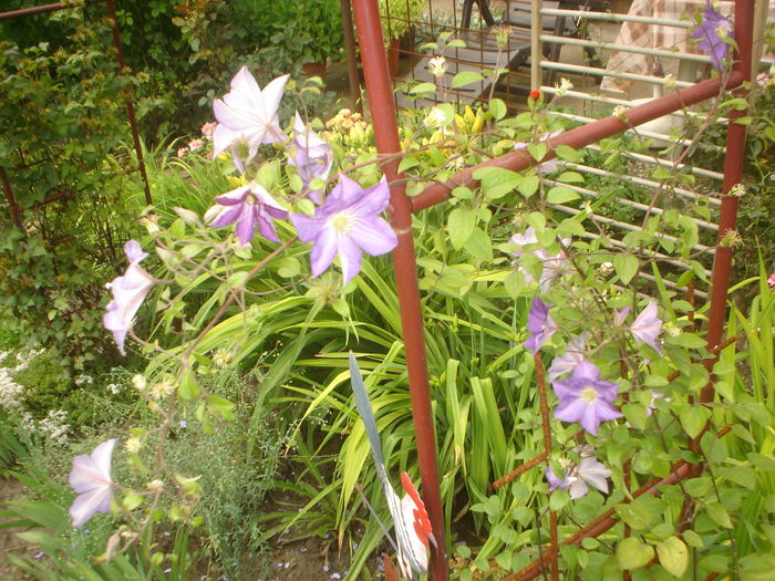 clematis