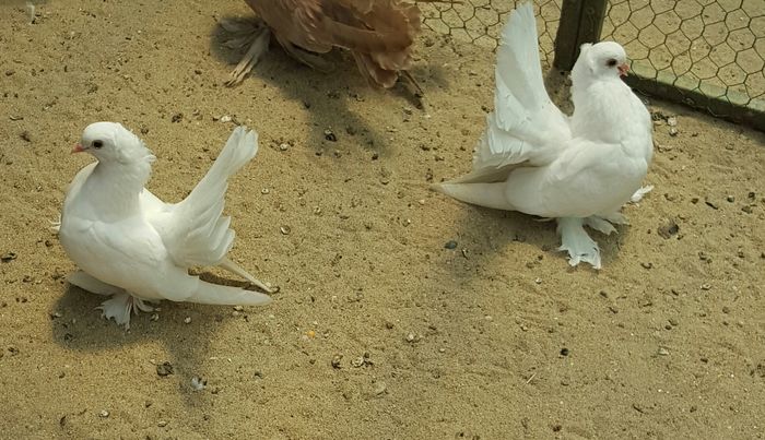 Pereche Siberieni2016.Dnu Cohan Alin jud.Arad - 8___-PERSOANE CU CARE AM COLABORAT- VANZARI