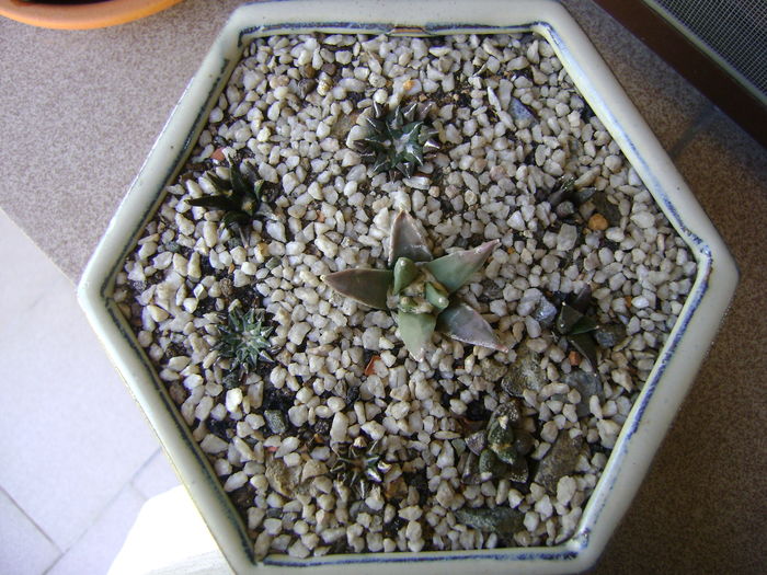 Grup de 8 Ariocarpus; Ariocarpus fissuratus, fissuratus v. hintonii, retusus, retusus v. panarottoy, kotschoubeyanus v. macdowelii, kotschoubeyanus v. albiflora, kotschoubeyanus v. elephantidens, agavoides.
