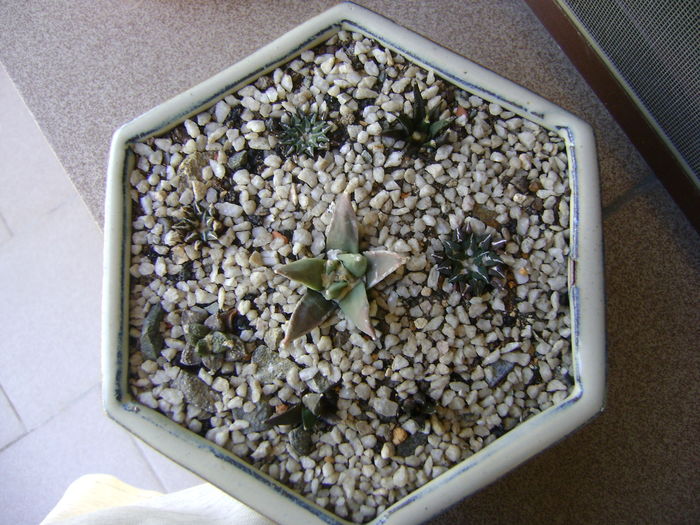 Grup de 8 Ariocarpus; Ariocarpus fissuratus, fissuratus v. hintonii, retusus, retusus v. panarottoy, kotschoubeyanus v. macdowelii, kotschoubeyanus v. albiflora, kotschoubeyanus v. elephantidens, agavoides.
