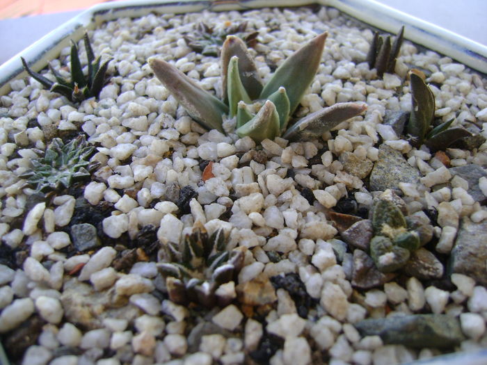 Grup de 8 Ariocarpus; Ariocarpus fissuratus, fissuratus v. hintonii, retusus, retusus v. panarottoy, kotschoubeyanus v. macdowelii, kotschoubeyanus v. albiflora, kotschoubeyanus v. elephantidens, agavoides.
