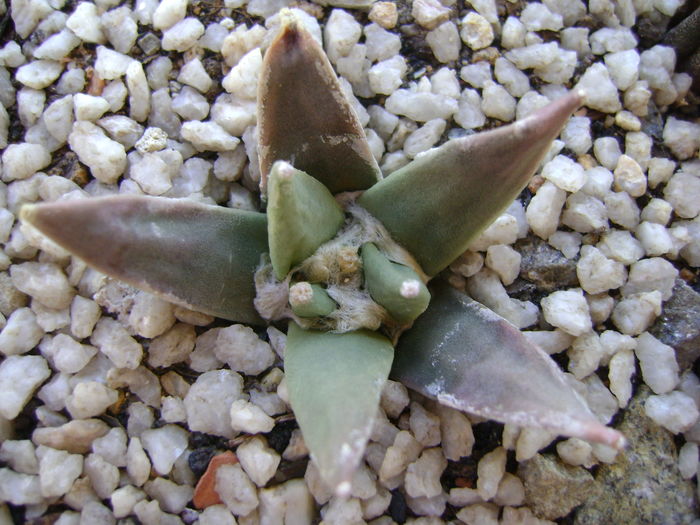 Ariocarpus retusus