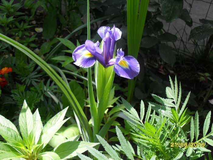 Iris Versicolor - In curte