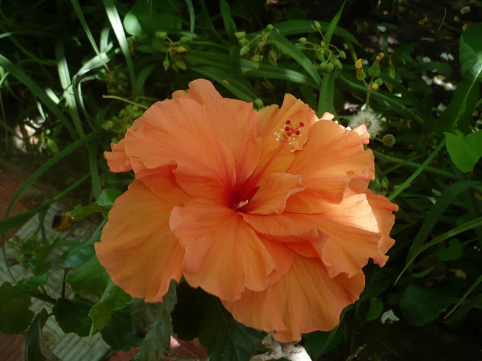 P1270461 - HIBISCUSI 2016-2