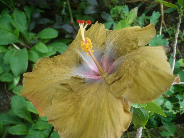 P1270469 - HIBISCUSI 2016-2