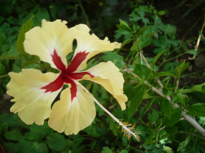 P1270473 - HIBISCUSI 2016-2