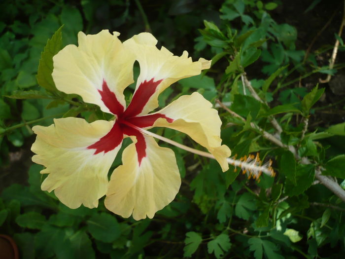 P1270474 - HIBISCUSI 2016-2