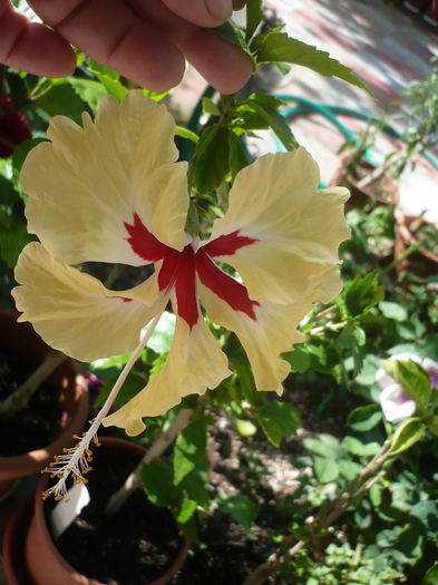 P1270485 - HIBISCUSI 2016-2