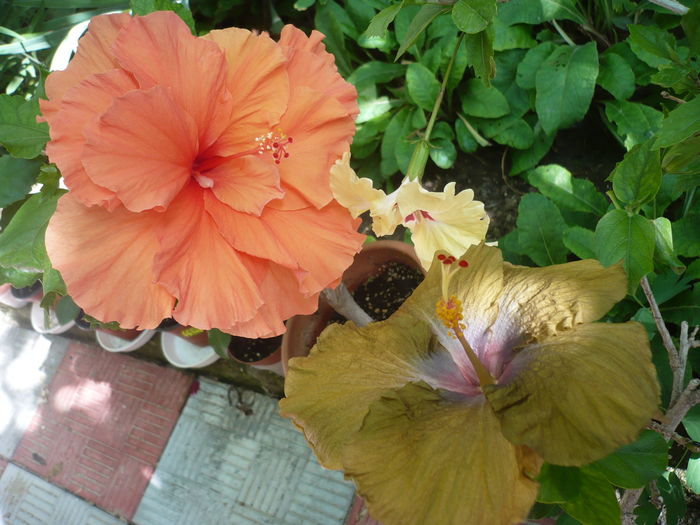 P1270475 - HIBISCUSI 2016-2