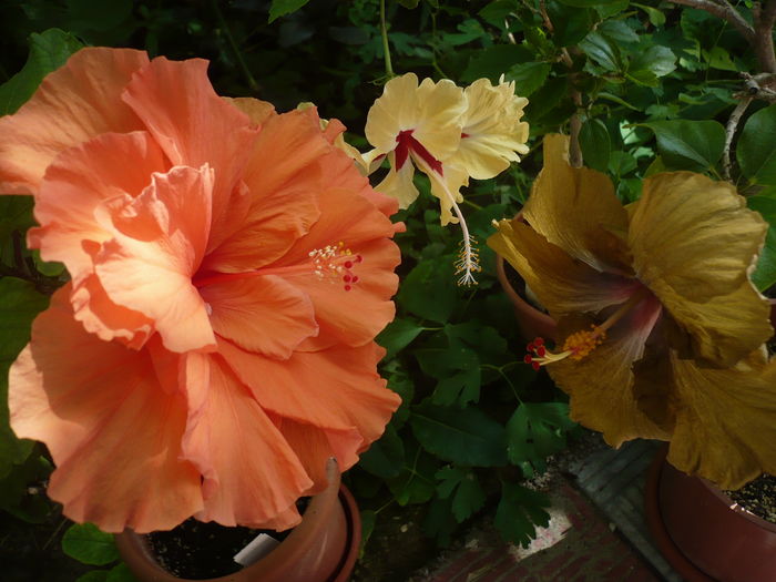 P1270476 - HIBISCUSI 2016-2
