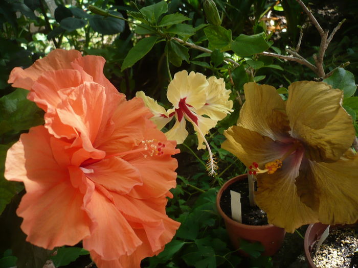 P1270477 - HIBISCUSI 2016-2