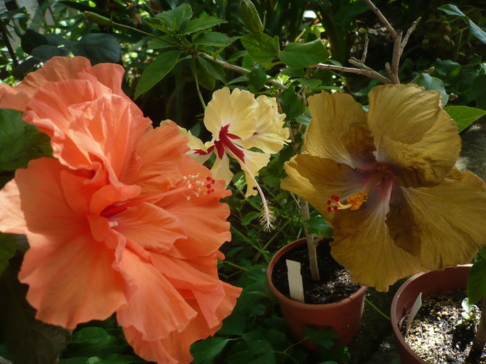 P1270478 - HIBISCUSI 2016-2