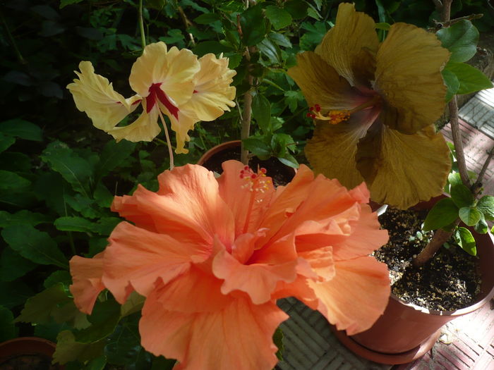 P1270481 - HIBISCUSI 2016-2