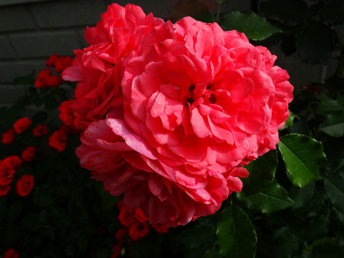 DSC01532 - Rosarium Uetersen