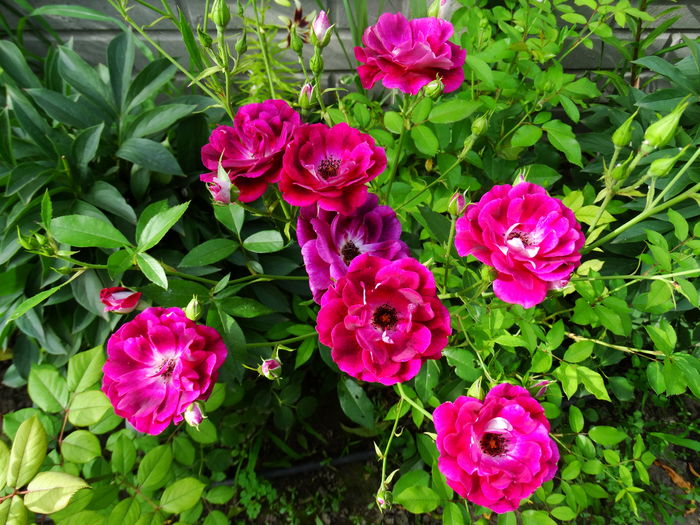 DSC01546 - Burgundy Iceberg