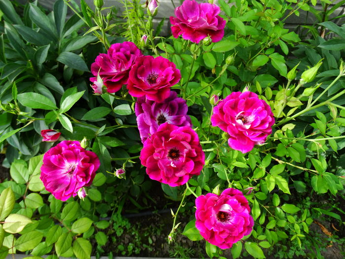 DSC01547 - Burgundy Iceberg