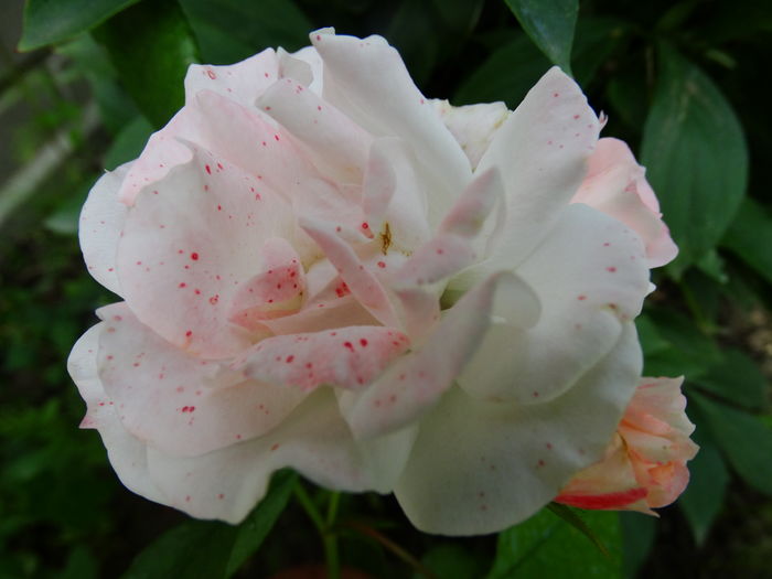 DSC01557 - Rosenstadt Friesing