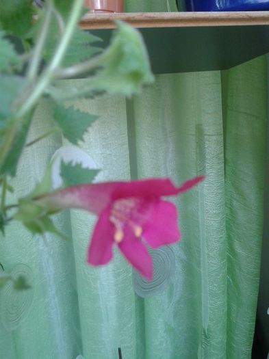 20160606_131640 - E VARA PE CARAREA MEA