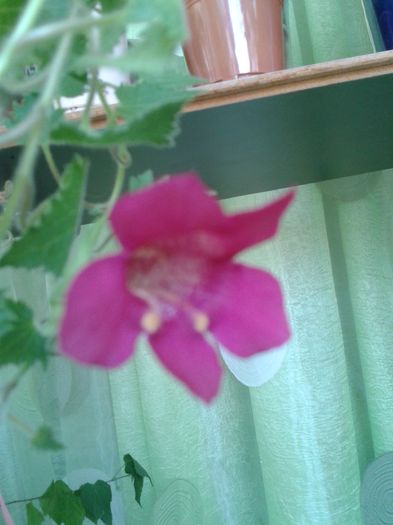 20160606_131649 - E VARA PE CARAREA MEA