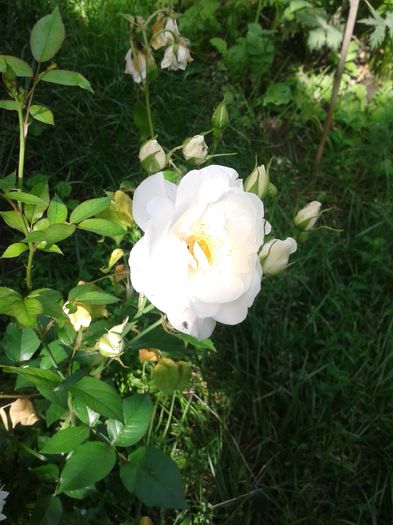 20160618_104908