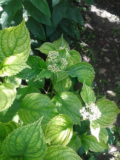 20160618_105036