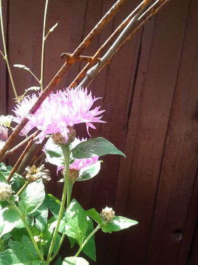 20160618_105126 - E VARA PE CARAREA MEA