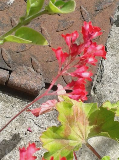 20160618_105240 - E VARA PE CARAREA MEA