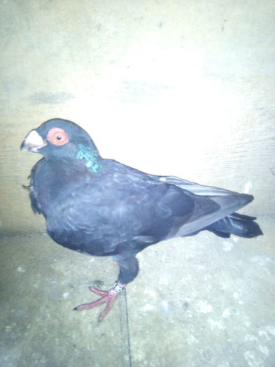 Pui din P12 - Pui 2016