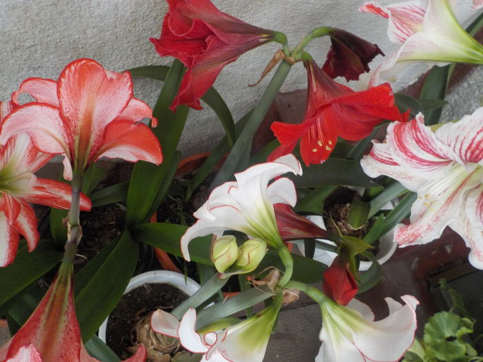DSCN0280[1] - Amarilisii mei