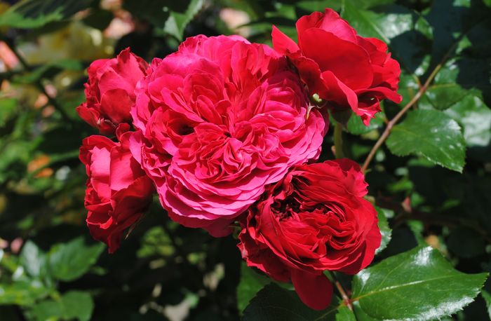 Red Leonardo da Vinci - 2016 trandafiri IV