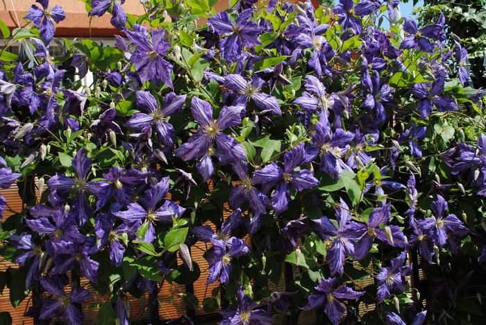 clematis Tie Dye