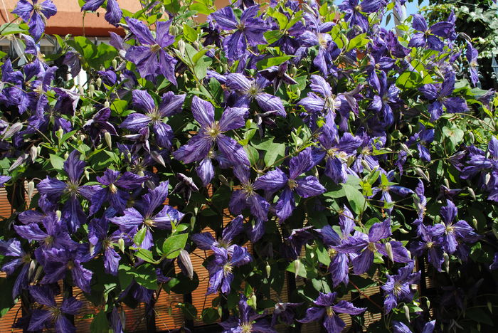 clematis Tie Dye