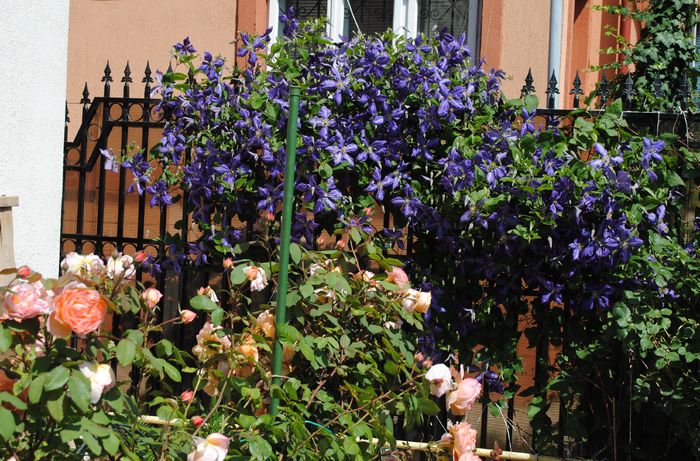 clematis Tie Dye