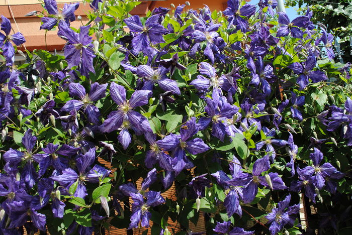 clematis Tie Dye