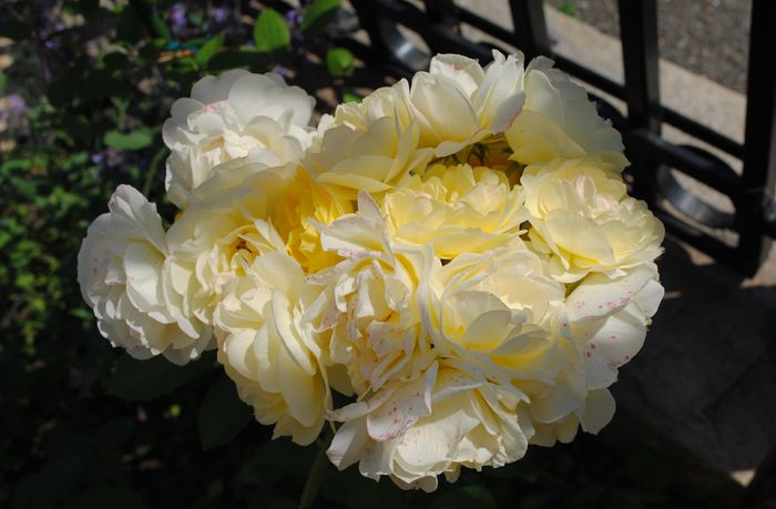 golden border(comtesse du barry)