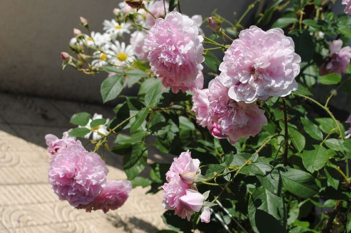 Harlow Carr - 2016 trandafiri IV