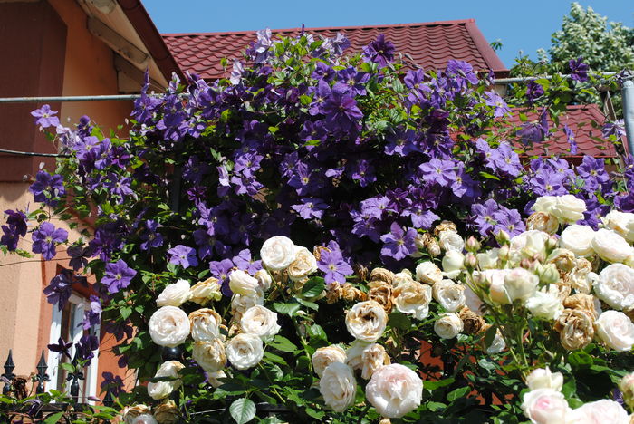 Eden Rose si clematita vecinului.. - 2016 trandafiri IV