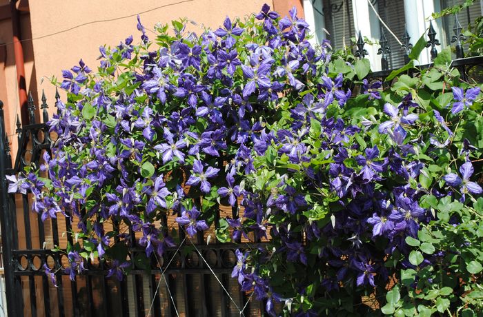 clematis Tie Dye