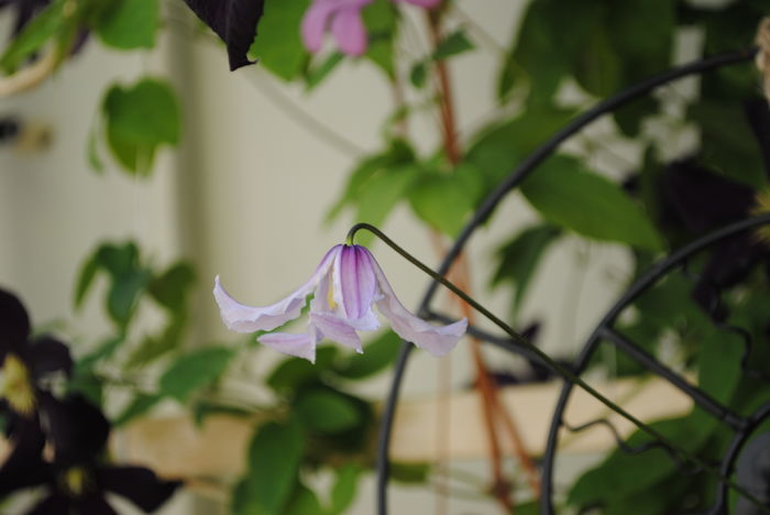 Clematis Hanajima