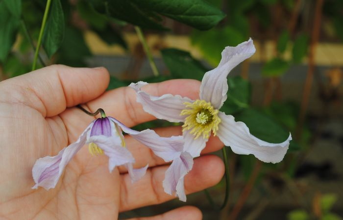 Clematis Hanajima
