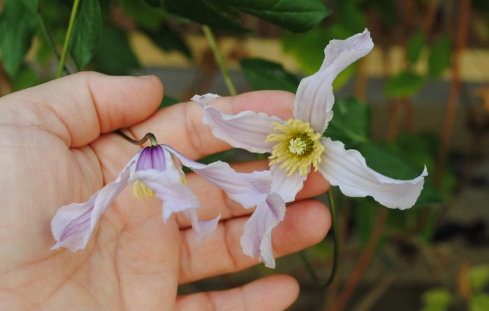 Clematis Hanajima