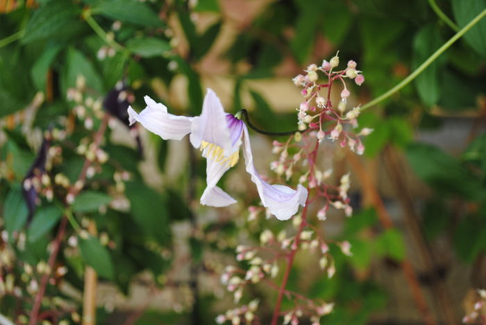 Clematis Hanajima